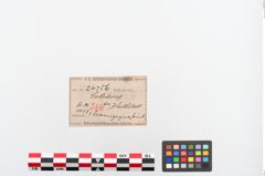 Etiketten zu Bronzegehänge (NHMW-PRAE-024756)